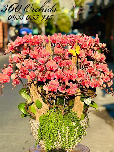 Chậu lan hồ điệp cam - Phú quý đời đời