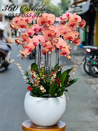 Chậu lan hồ điệp cam - Song phương nhất hướng
