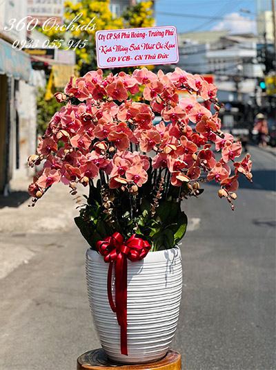 Chậu lan hồ điệp cam - Sung túc đời đời