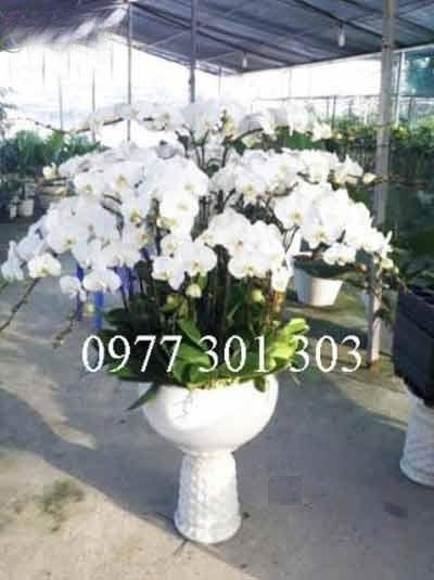 chậu lan hồ điệp chan hòa