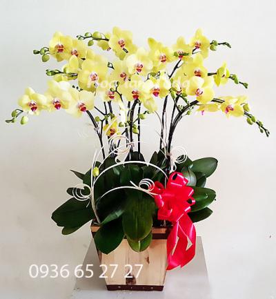 CHẬU LAN HỒ ĐIỆP ĐẸP ĐỂ TẶNG ĐỐI TÁC VÀO DỊP TẾT 2018 NÀY.