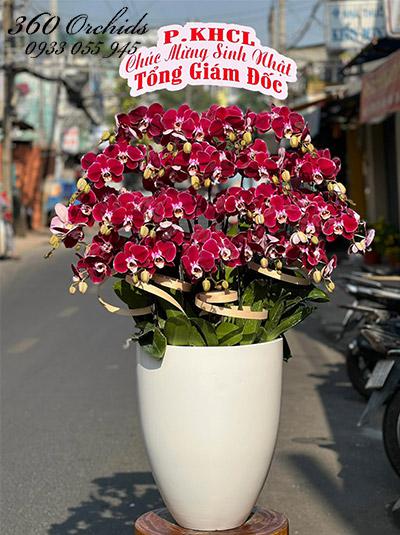 Chậu lan hồ điệp đỏ cherry - Đỉnh cao danh vọng