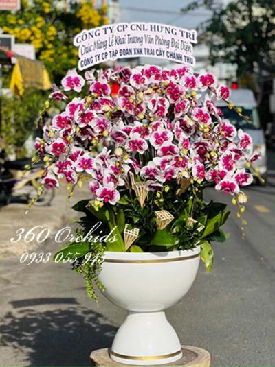 Chậu lan hồ điệp đột biến - Có em bên đời