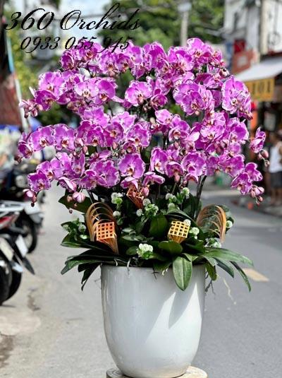 Chậu lan hồ điệp đột biến - Có lộc có tài
