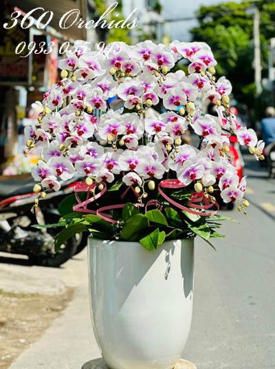 Chậu lan hồ điệp đột biến - Đại cát