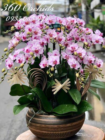 Chậu lan hồ điệp đột biến - Nét đẹp thanh lịch