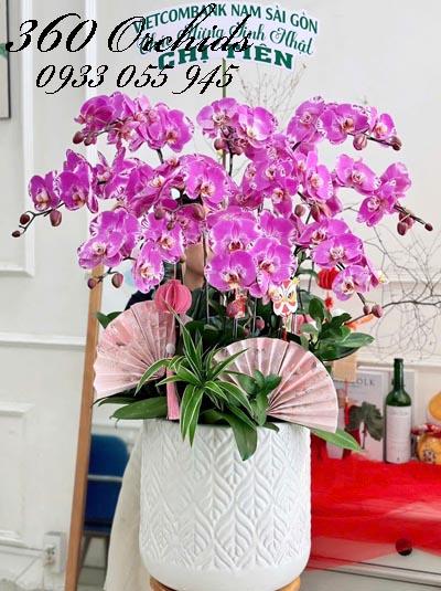 Chậu lan hồ điệp đột biến - Phồn vinh hạnh phúc