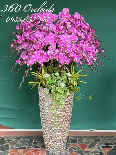 Chậu lan hồ điệp đột biến - Thịnh vượng trọn đời