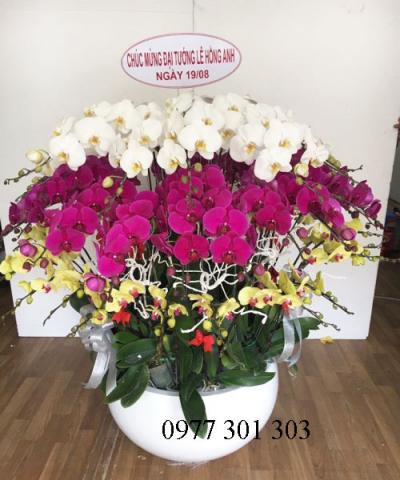 Chậu lan hồ điệp : du xuân