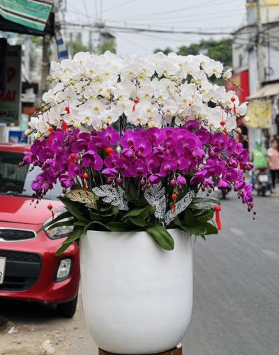Chậu lan hồ điệp hội nghị - Lan chúc mừng hội nghị cao cấp