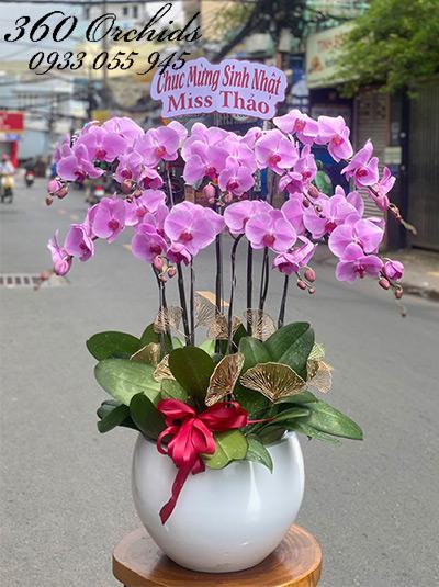 Chậu lan hồ điệp hồng - Bài ca tuổi trẻ