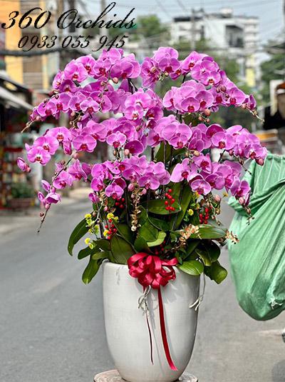 Chậu lan hồ điệp hồng - Cát tường vinh hoa