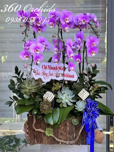 Chậu lan hồ điệp hồng - Cuộc sống an lành