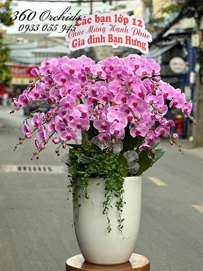 Chậu lan hồ điệp hồng - Cuộc sống hạnh phúc