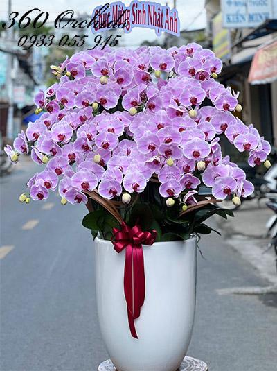 Chậu lan hồ điệp hồng - Cuộc sống tươi đẹp
