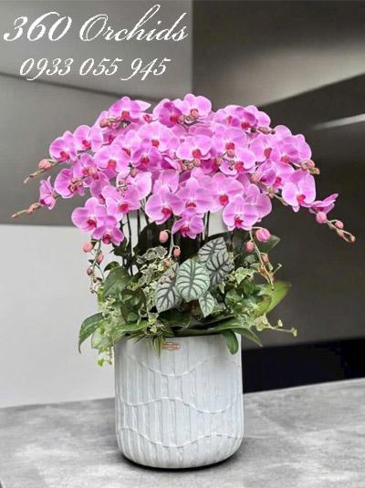 Chậu lan hồ điệp hồng - Đón bình an