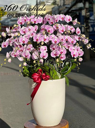 Chậu lan hồ điệp hồng - Hạnh phúc ấm áp