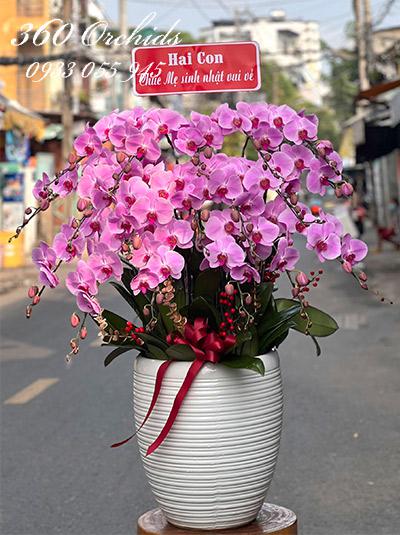 Chậu lan hồ điệp hồng - Hạnh phúc một đời
