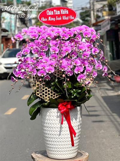 Chậu lan hồ điệp hồng - Hạnh phúc muôn màu