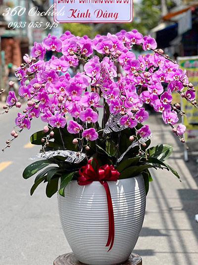 Chậu lan hồ điệp hồng - Hạnh phúc tuyệt vời