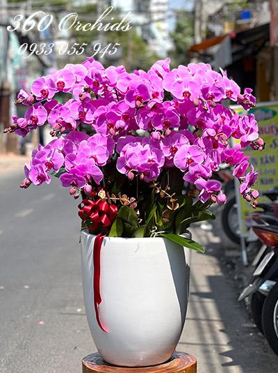 Chậu lan hồ điệp hồng - Hạnh phúc vẹn tròn