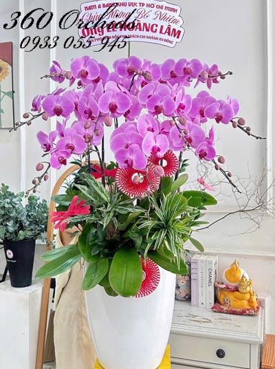 Chậu lan hồ điệp hồng - Hanh thông tiến tới