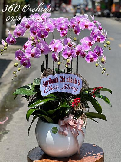 Chậu lan hồ điệp hồng - Hành trình rực rỡ