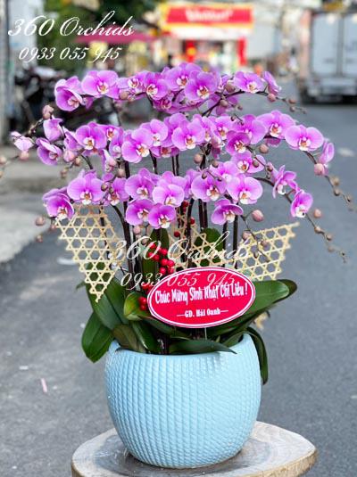 Chậu lan hồ điệp hồng  - Khúc hát xuân