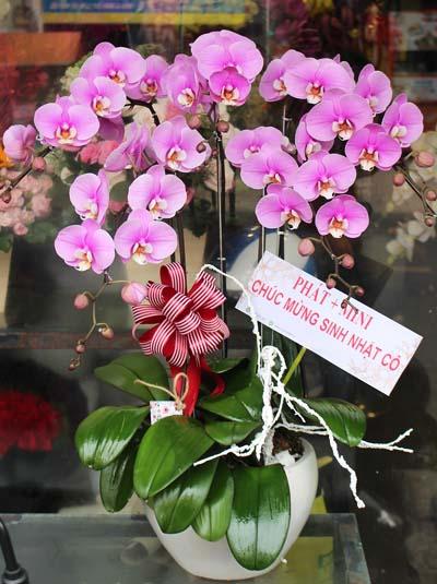 Chậu lan hồ điệp hồng - Nét đẹp ngời sáng