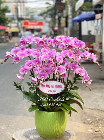 Chậu lan hồ điệp hồng - Ngày xuân sum vầy