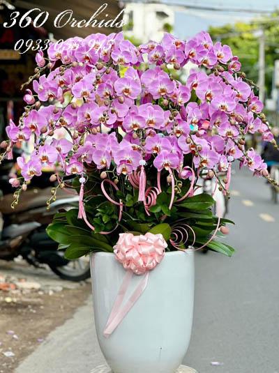 Chậu lan hồ điệp hồng - Ngọc ngà