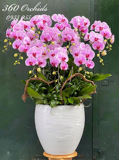Chậu lan hồ điệp hồng - Sắc hương dịu dàng