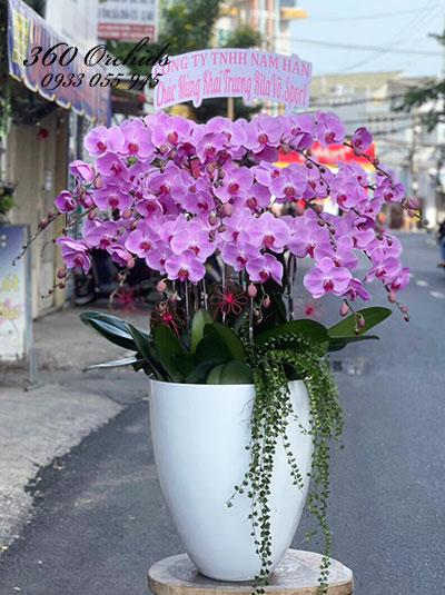 Chậu lan hồ điệp hồng - Thiên hương