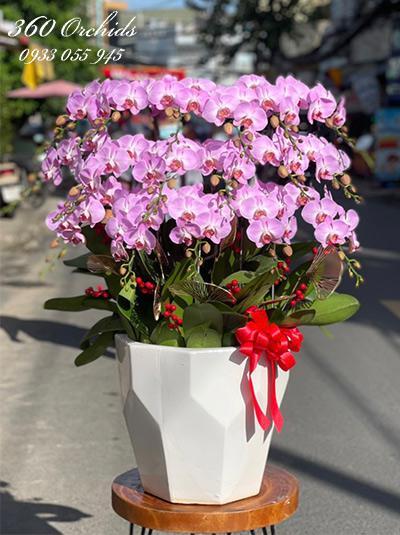 Chậu lan hồ điệp hồng - Thu hồng
