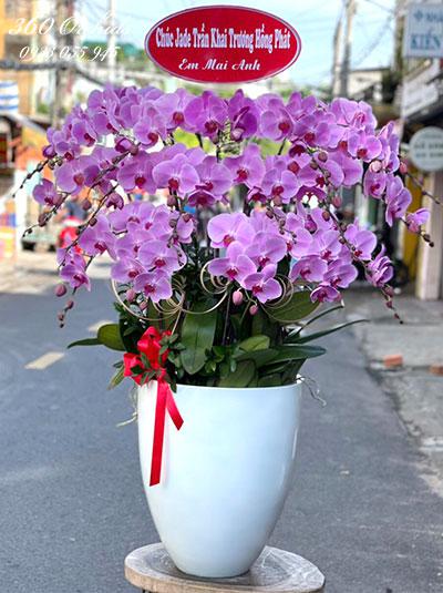 Chậu lan hồ điệp hồng - Tiền tài đại cát