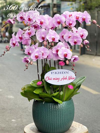 Chậu lan hồ điệp hồng - Tinh tế