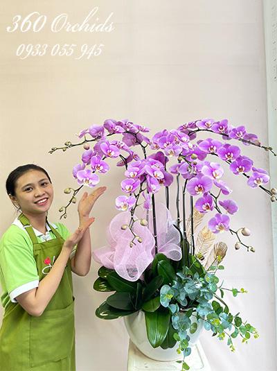 Chậu lan hồ điệp hồng - Tình thương mến