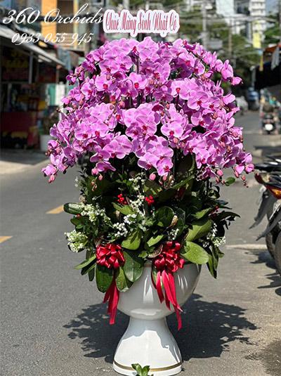 Chậu lan hồ điệp hồng - Tương lai hạnh phúc