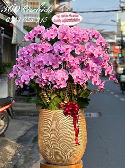 Chậu lan hồ điệp hồng - Tương lai hồng phúc