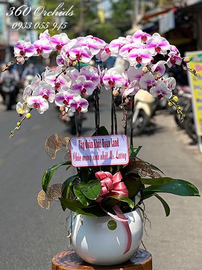Chậu lan hồ điệp hồng - Tương lai tươi sáng