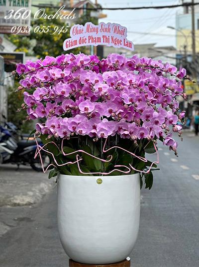 Chậu lan hồ điệp hồng - Ước vọng tươi đẹp