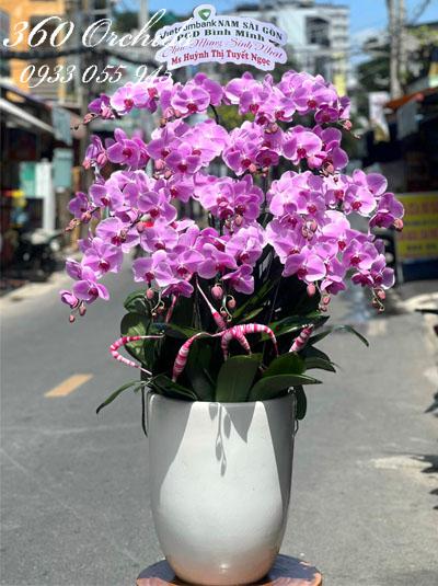 Chậu lan hồ điệp hồng - Vạn phúc vạn lộc