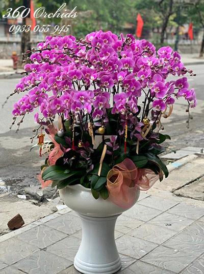 Chậu lan hồ điệp hồng - Vạn sự đại cát
