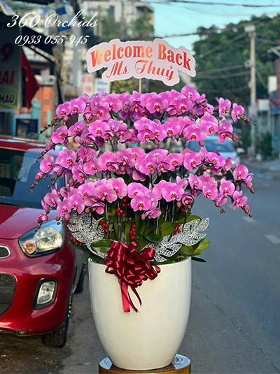 Chậu lan hồ điệp hồng - Vẻ đẹp dịu dàng