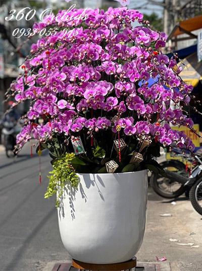 Chậu lan hồ điệp hồng - Xuân rộn ràng