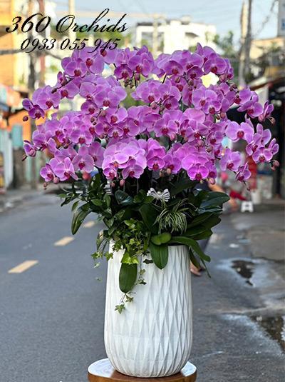Chậu lan hồ điệp hồng - Yêu đời yêu người