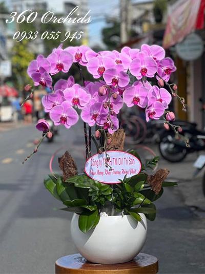Chậu lan hồ điệp hồng - Yêu thương tràn đầy