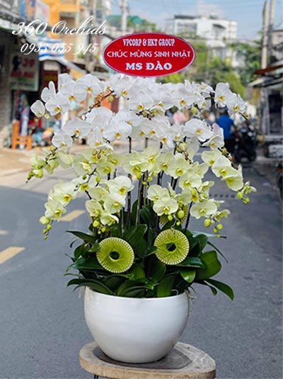 Chậu lan hồ điệp kết hợp 17 cành - Tinh khôi