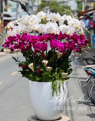Chậu lan hồ điệp kết hợp 26 cành - Điều tốt lành