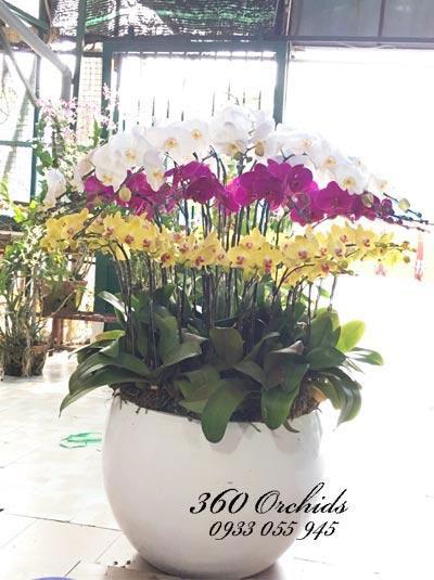 Chậu lan hồ điệp kết hợp 3 màu sang trọng